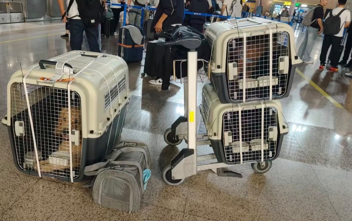 Safe Shipping at Airport