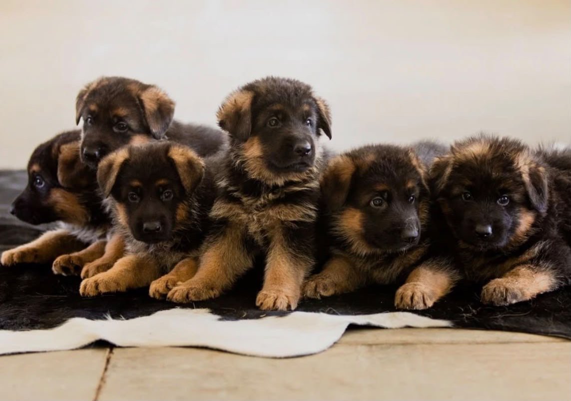 Eight Week Old German Shepherd Babies