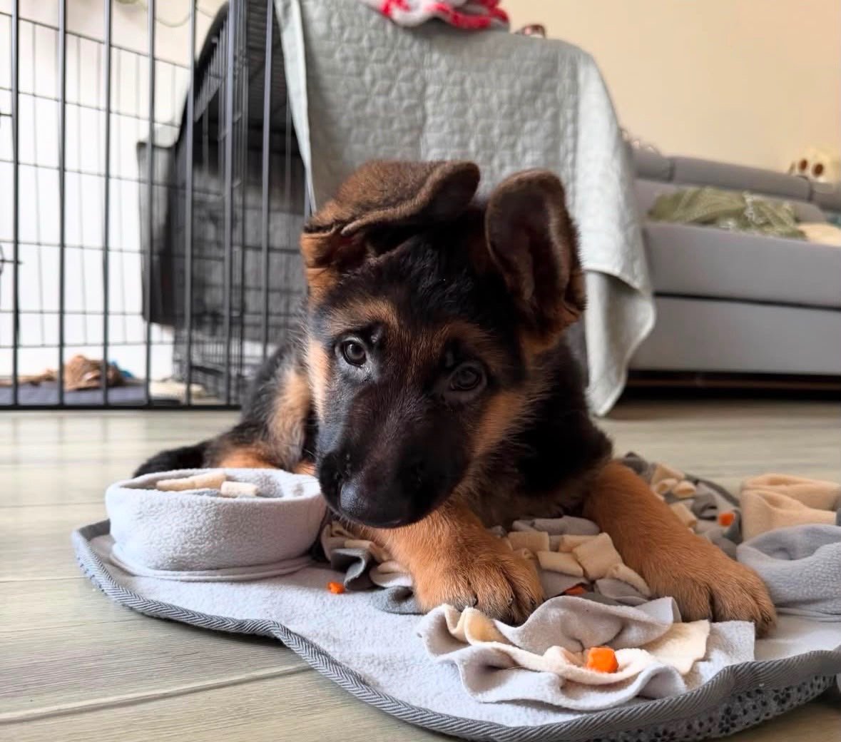 Zoe - German Shepherd Puppy