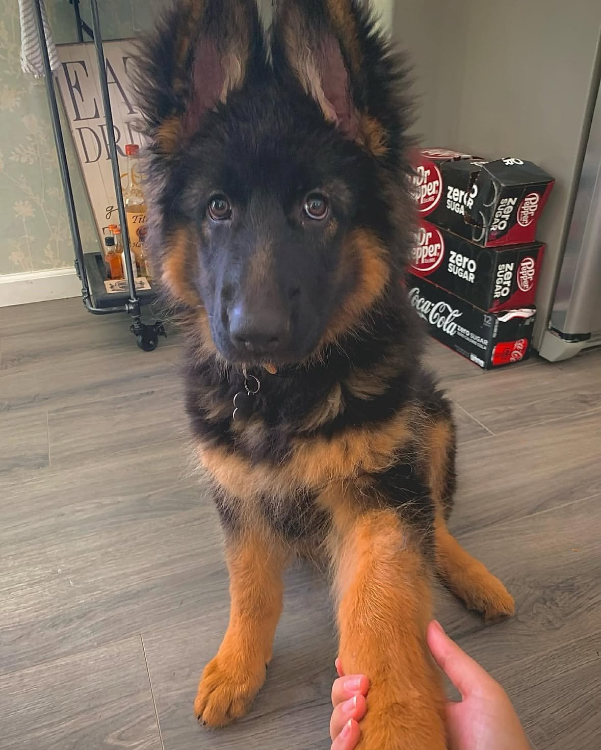 Atlas - German Shepherd Puppy