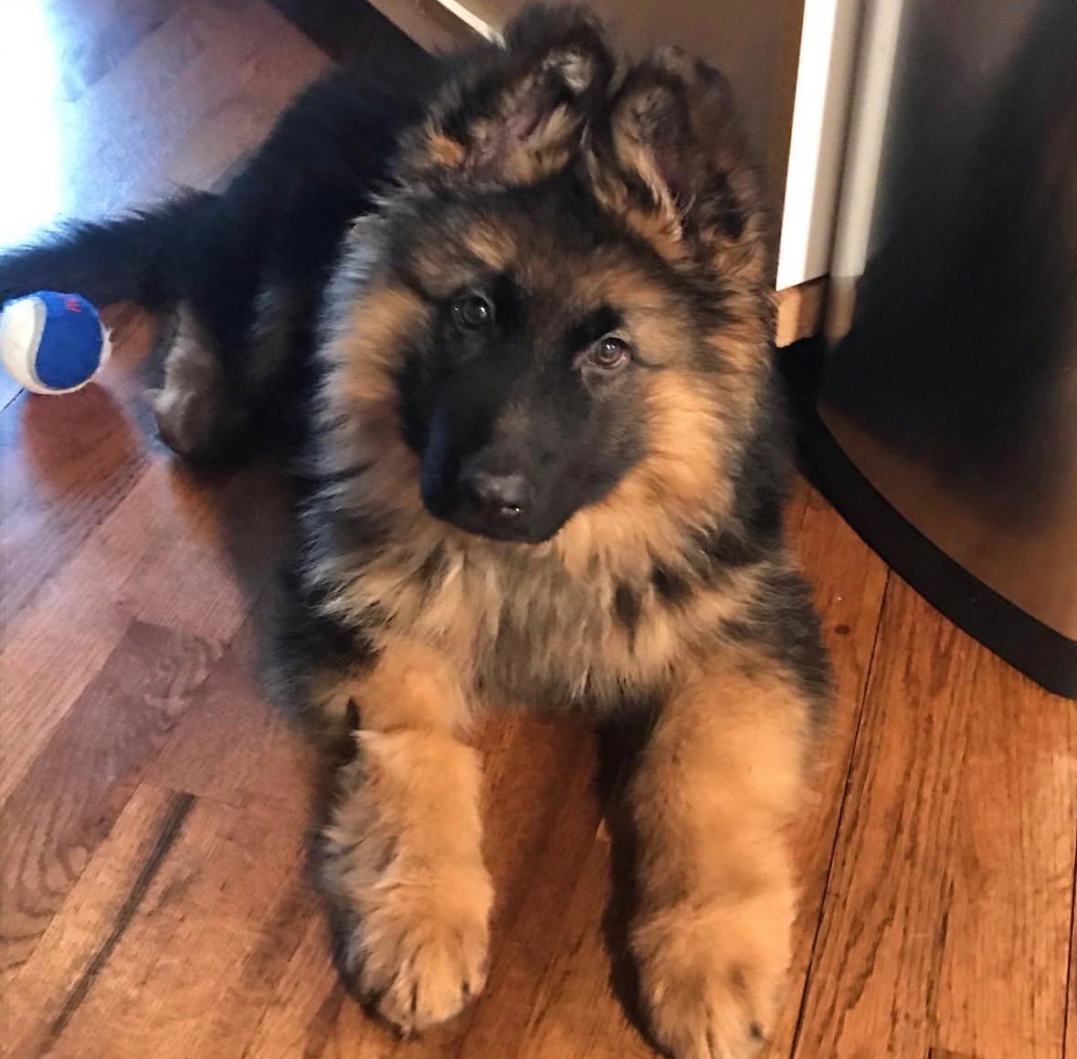 Max - German Shepherd Puppy