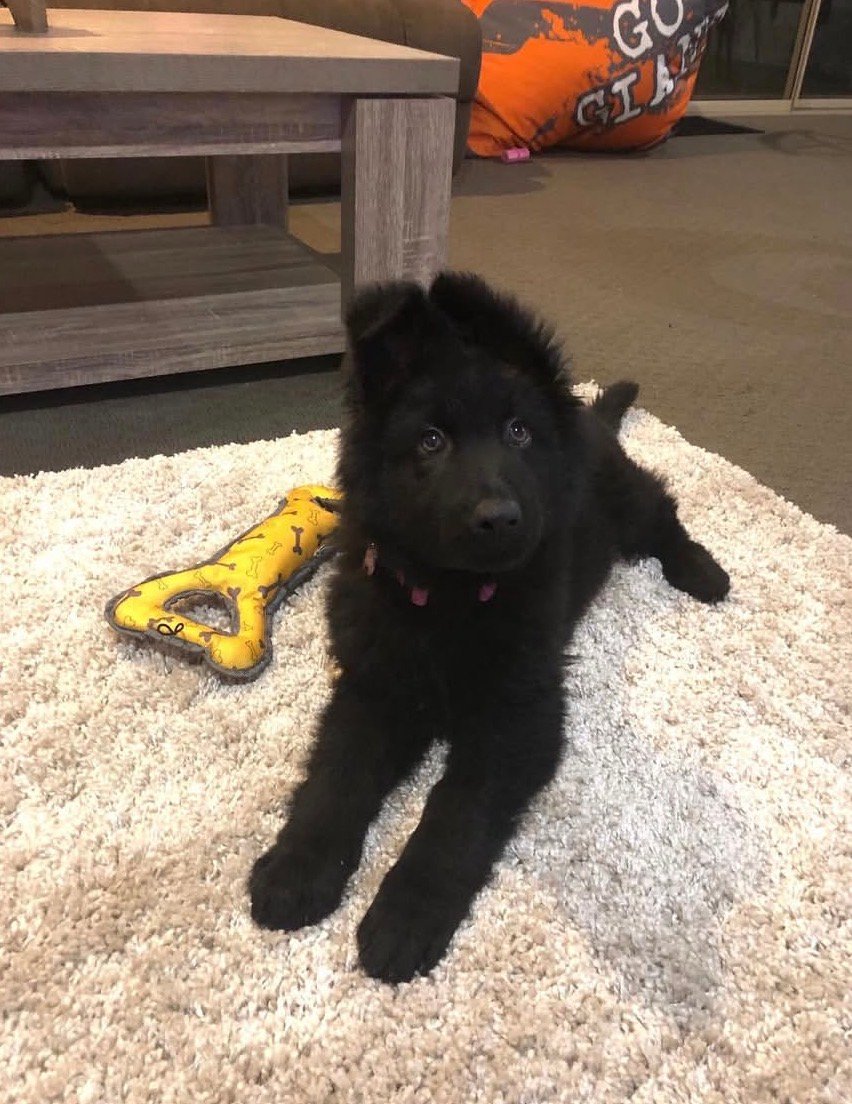 Luna - German Shepherd Puppy