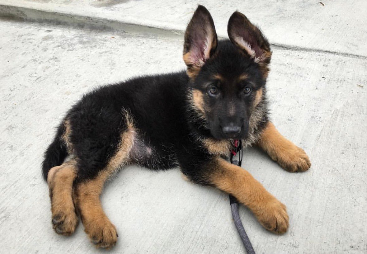 Thor - German Shepherd Puppy