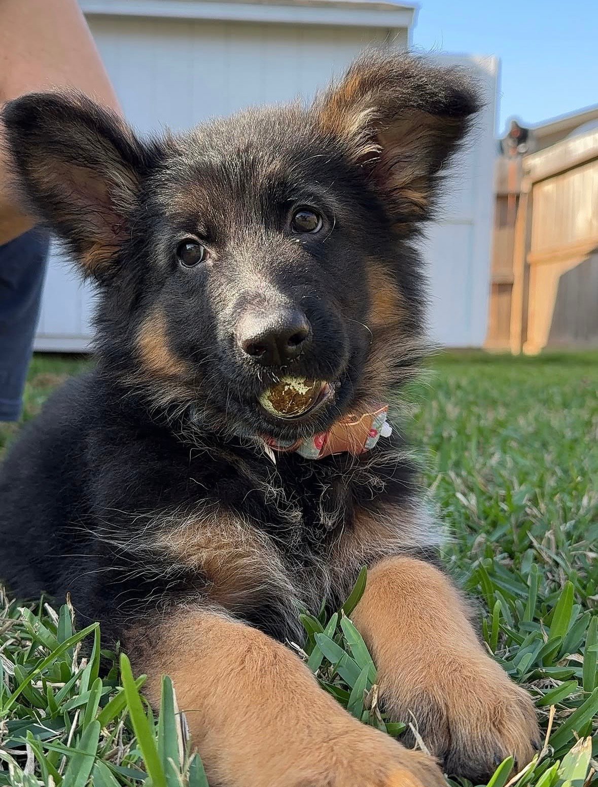 Bella - German Shepherd Puppy