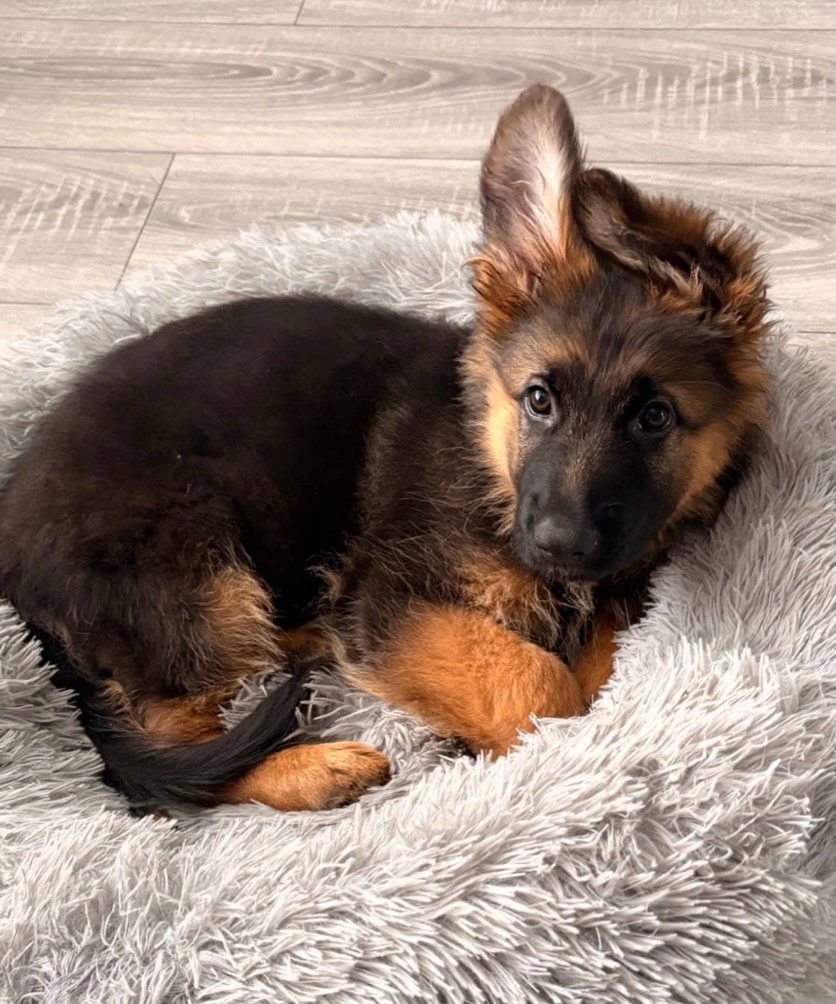 Maya - German Shepherd Puppy