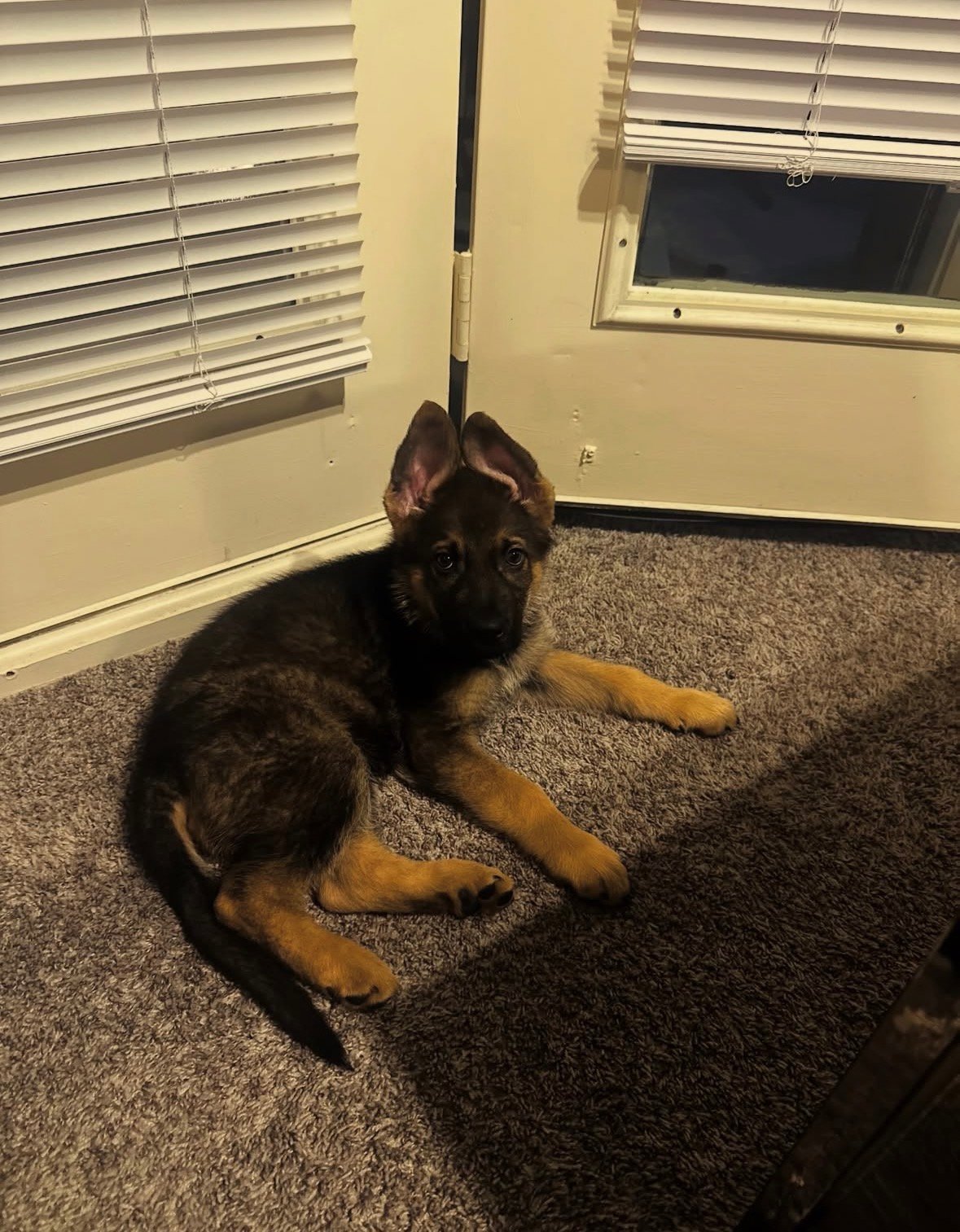 Chloe - German Shepherd Puppy