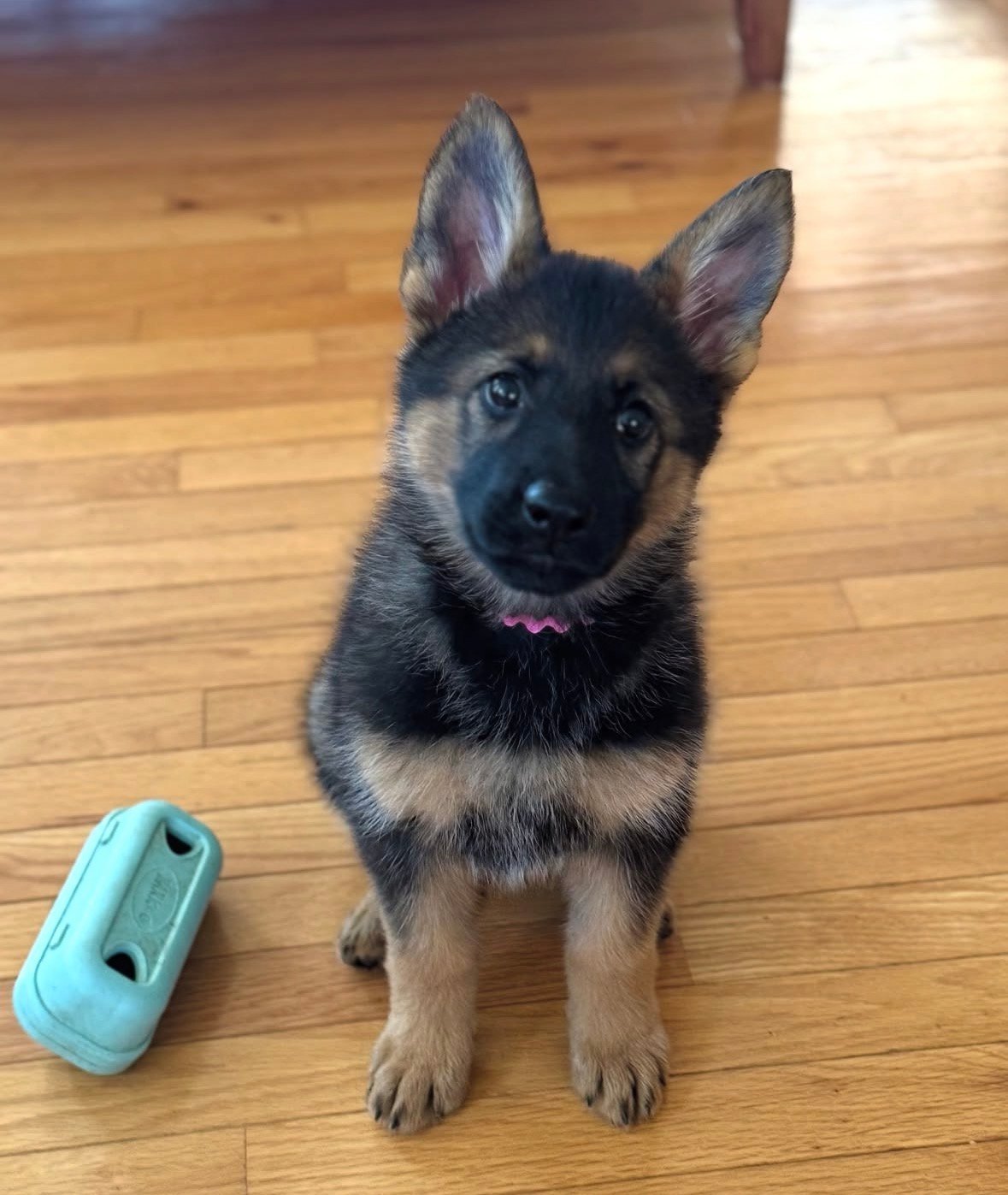 Nala - German Shepherd Puppy