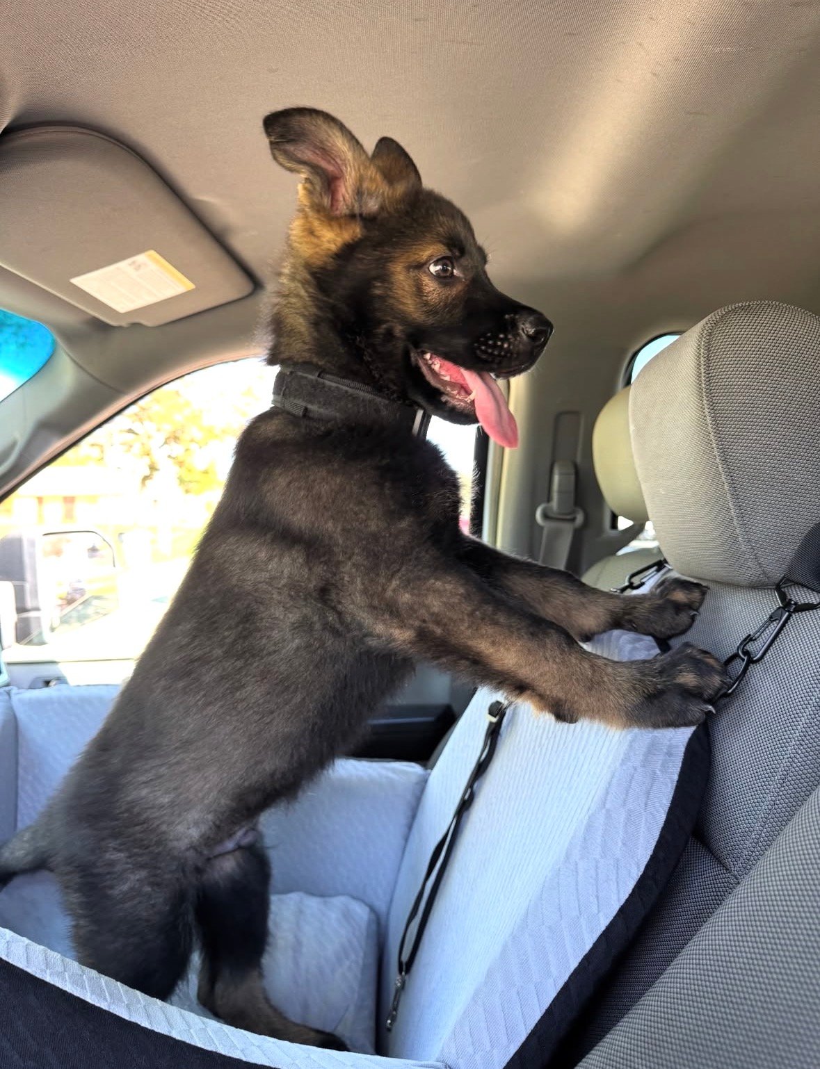 Duke - German Shepherd Puppy