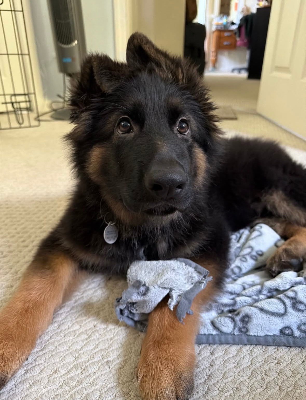 Kobe - German Shepherd Puppy
