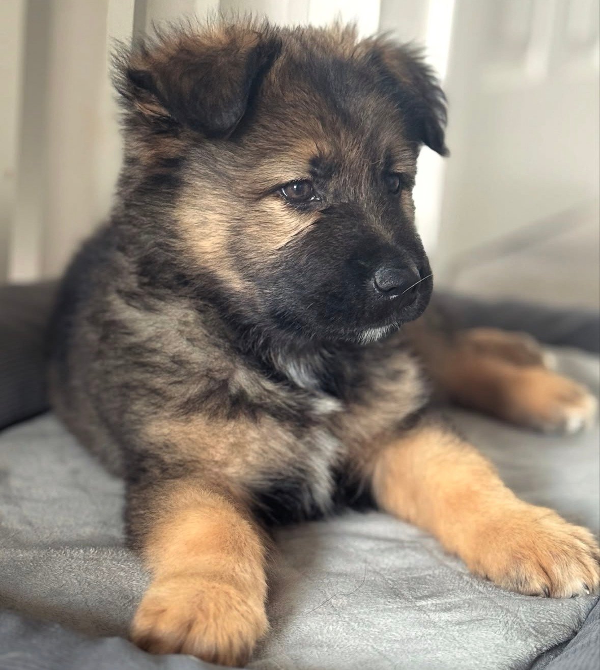 Zeus - German Shepherd Puppy