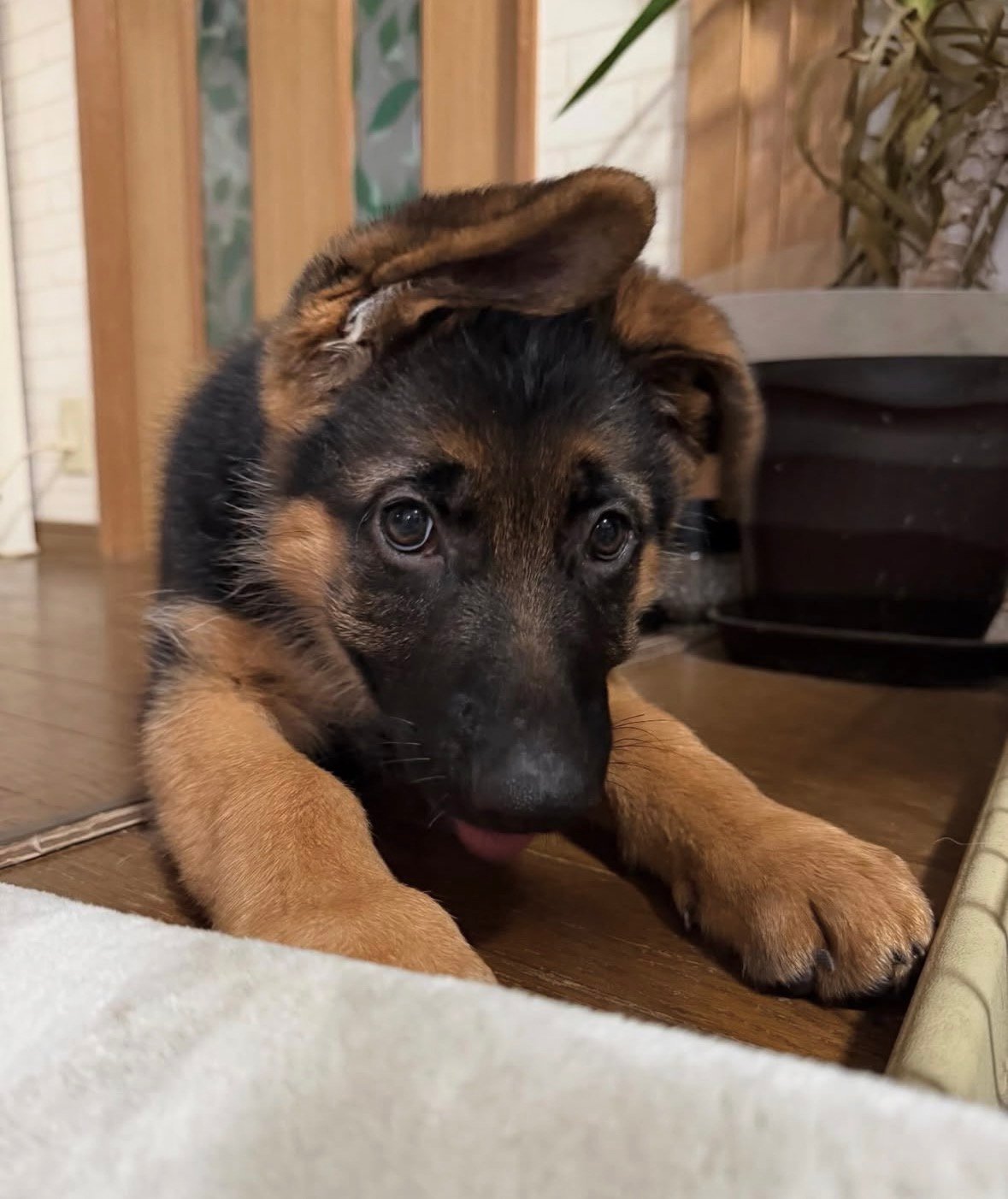 Sadie - German Shepherd Puppy