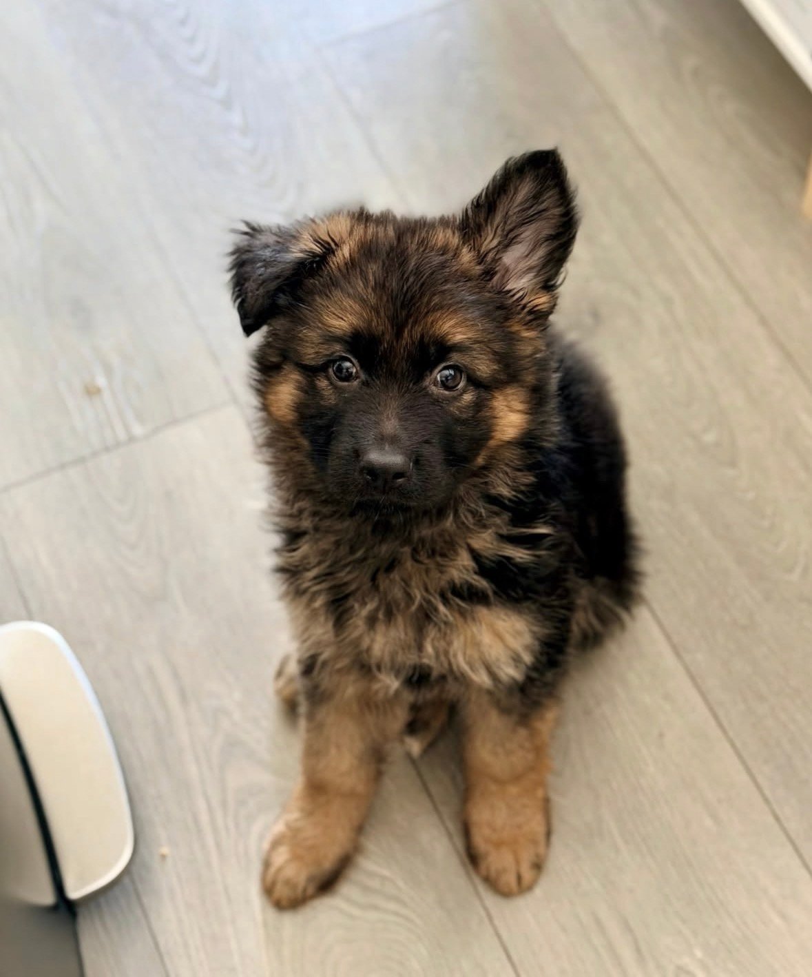 Rocky - German Shepherd Puppy