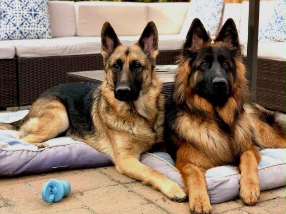 Parent Pair and Breeding Stock