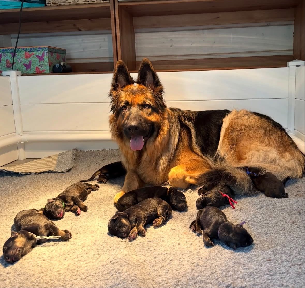Mother and New Puppy Litter